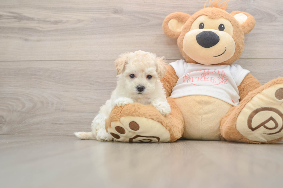 Petite Maltipoo Poodle Mix Pup