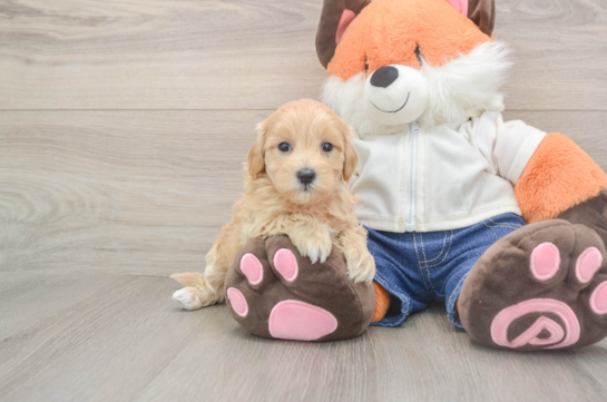 Best Maltipoo Baby