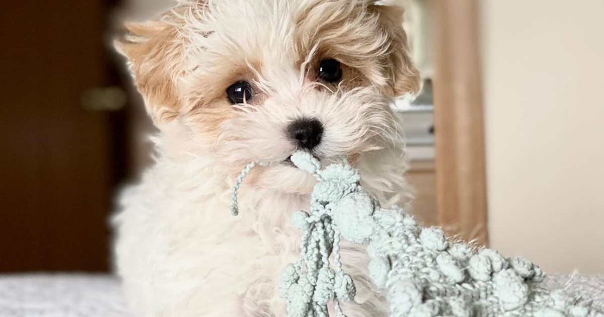 Maltese Poodle Mix Maltipoo Cost Maltipoo Puppies For Free