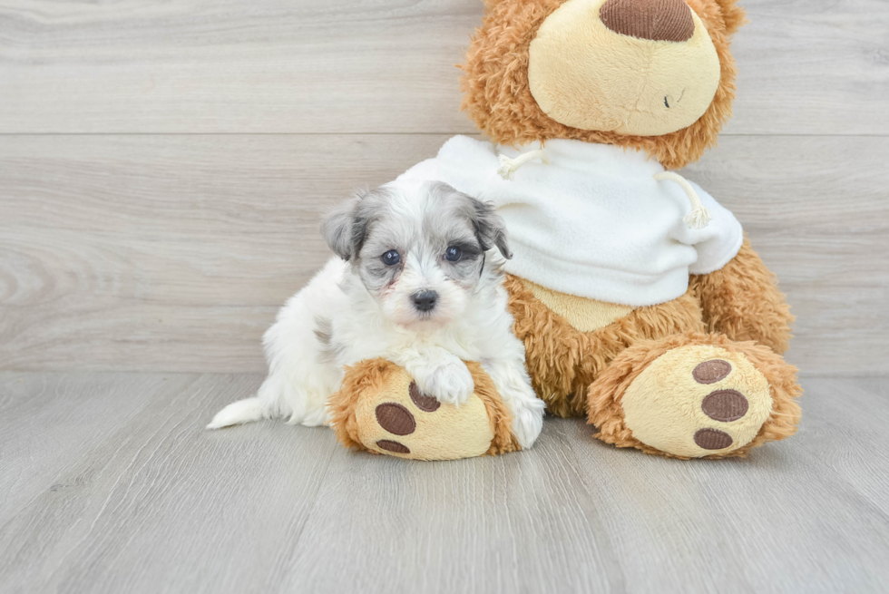 Playful Maltepoo Poodle Mix Puppy