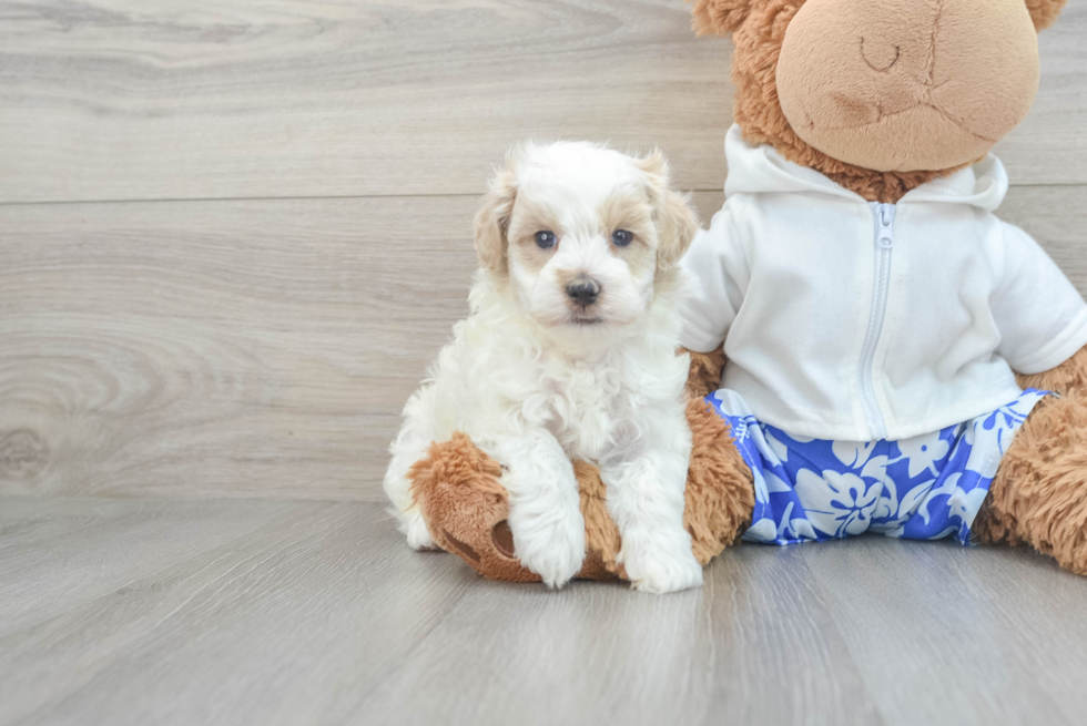 Funny Maltipoo Poodle Mix Pup