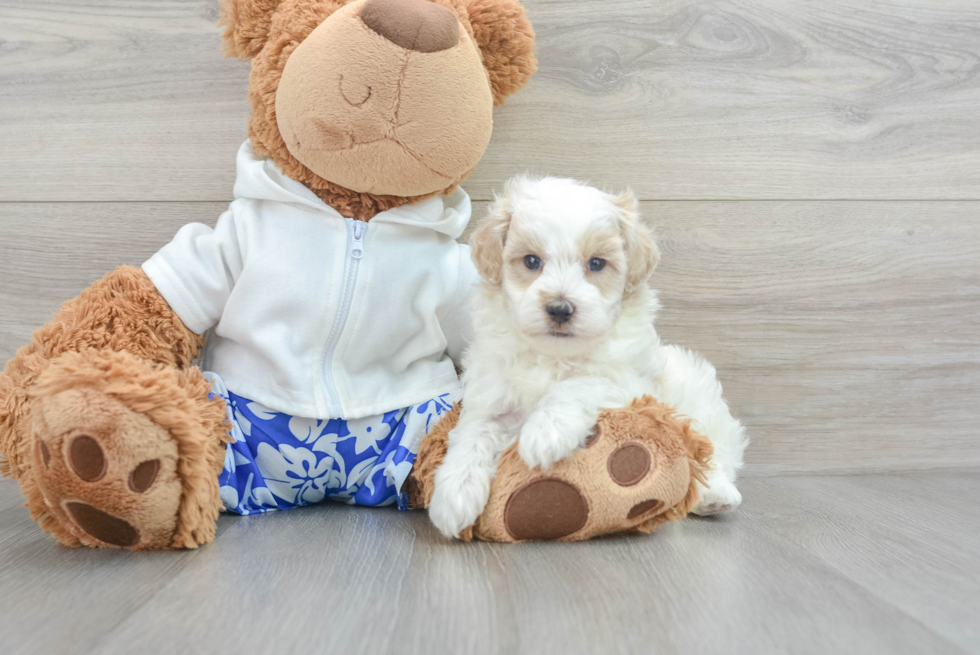 Friendly Maltipoo Baby