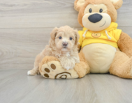 7 week old Maltipoo Puppy For Sale - Premier Pups