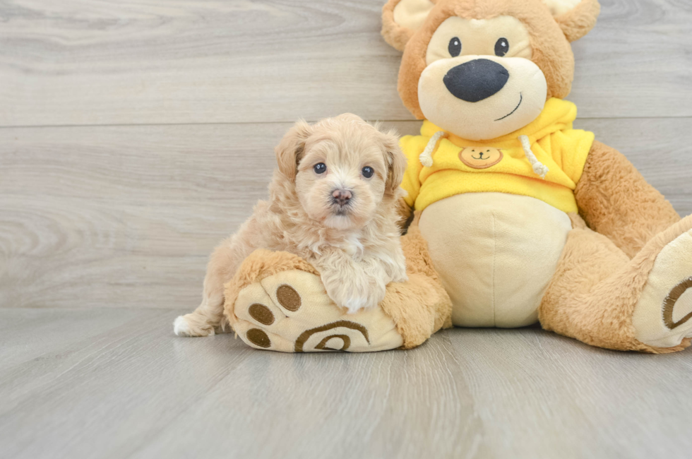 7 week old Maltipoo Puppy For Sale - Premier Pups