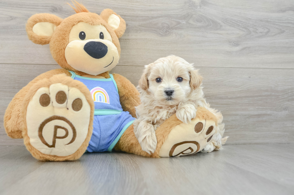 6 week old Maltipoo Puppy For Sale - Premier Pups