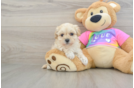 Friendly Maltipoo Baby