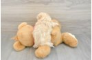 Fluffy Maltipoo Poodle Mix Pup