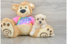 Maltipoo Puppy for Adoption