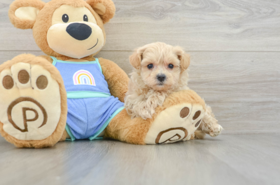 Maltipoo Pup Being Cute