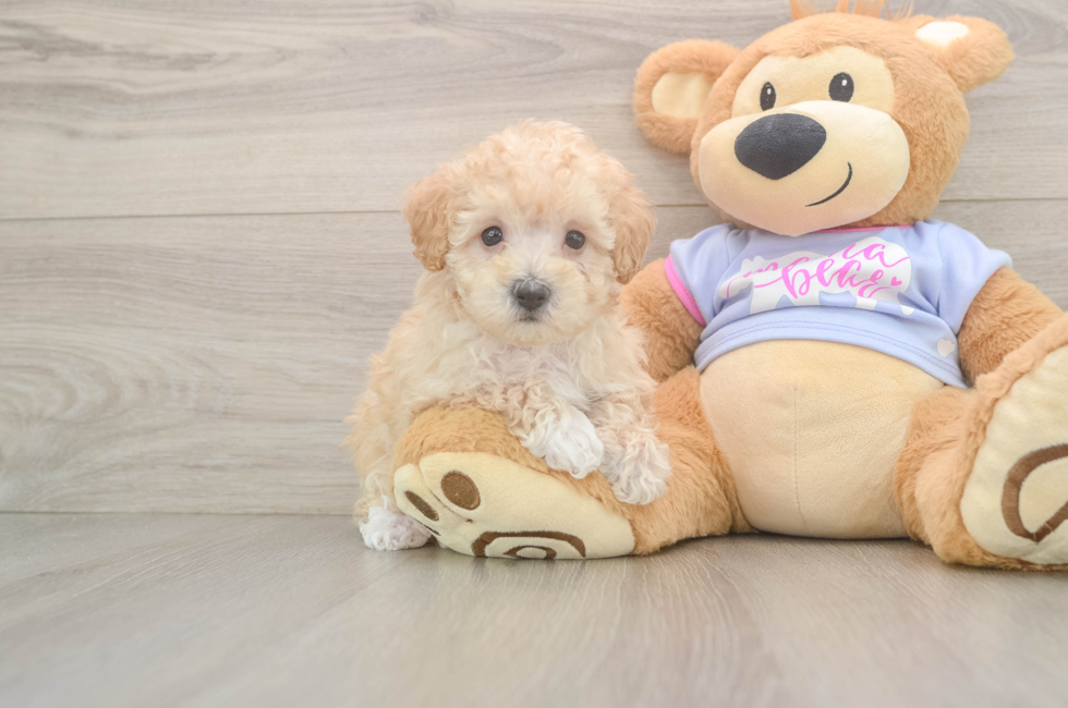 6 week old Maltipoo Puppy For Sale - Premier Pups