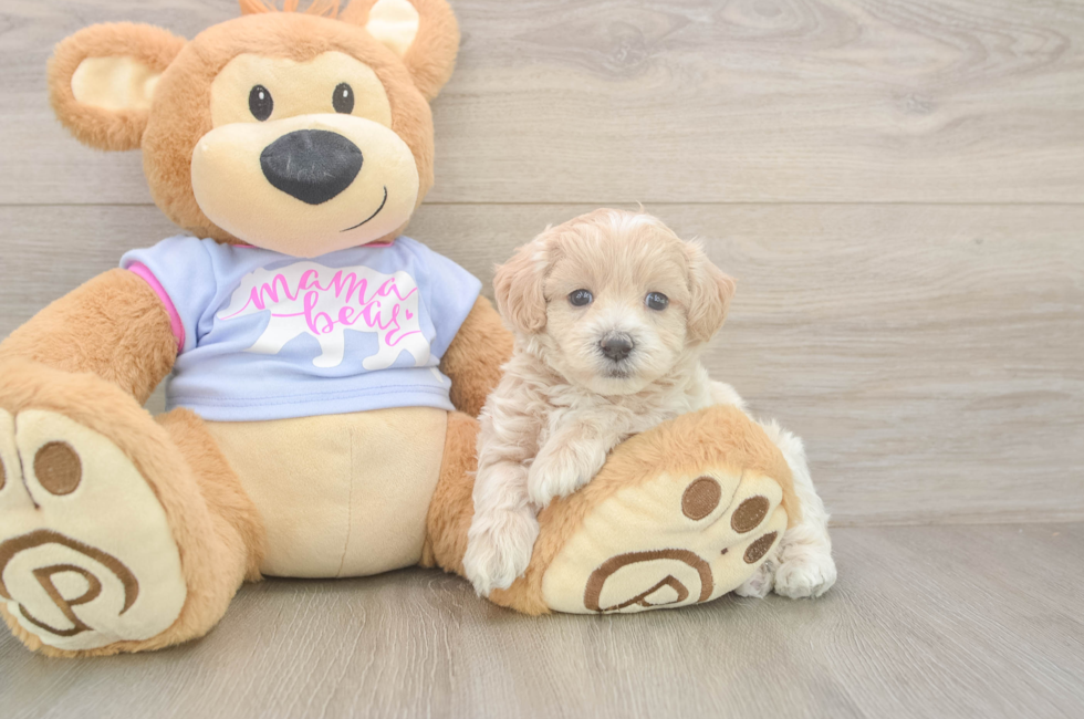 5 week old Maltipoo Puppy For Sale - Premier Pups