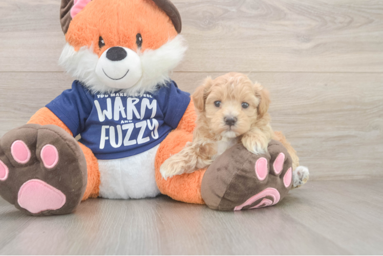 Maltipoo Puppy for Adoption