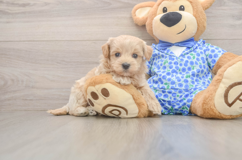 6 week old Maltipoo Puppy For Sale - Premier Pups
