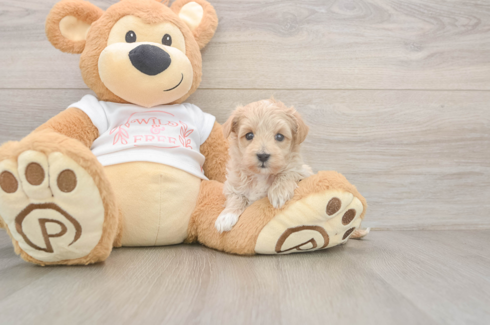 5 week old Maltipoo Puppy For Sale - Premier Pups