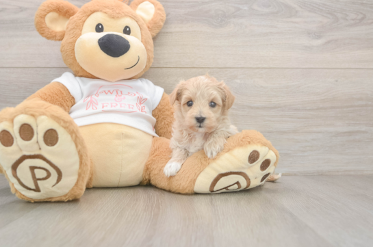 Smart Maltipoo Poodle Mix Pup