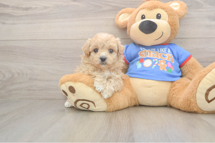 Playful Multipoo Poodle Mix Puppy