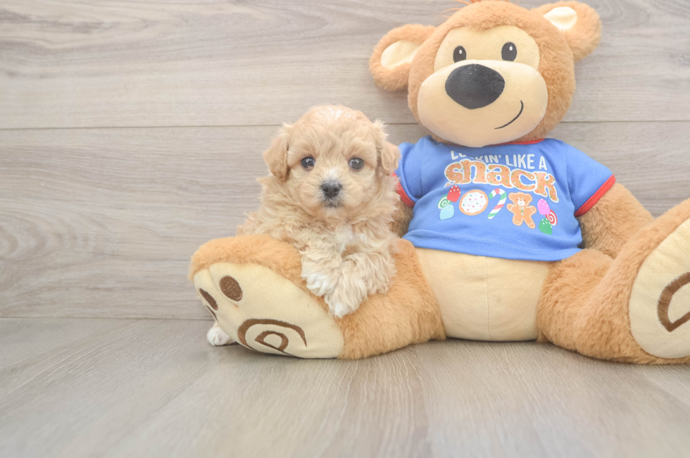 5 week old Maltipoo Puppy For Sale - Premier Pups