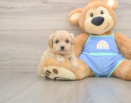 8 week old Maltipoo Puppy For Sale - Premier Pups