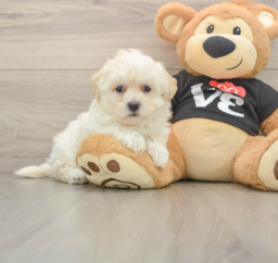 8 week old Maltipoo Puppy For Sale - Premier Pups