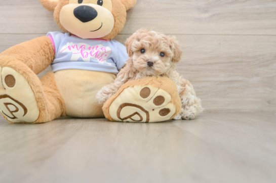 ION, a Maltipoo littermate