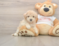 8 week old Maltipoo Puppy For Sale - Premier Pups