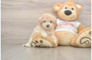 Sweet Maltipoo Baby