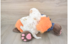 Hypoallergenic Malt a Poo Poodle Mix Puppy