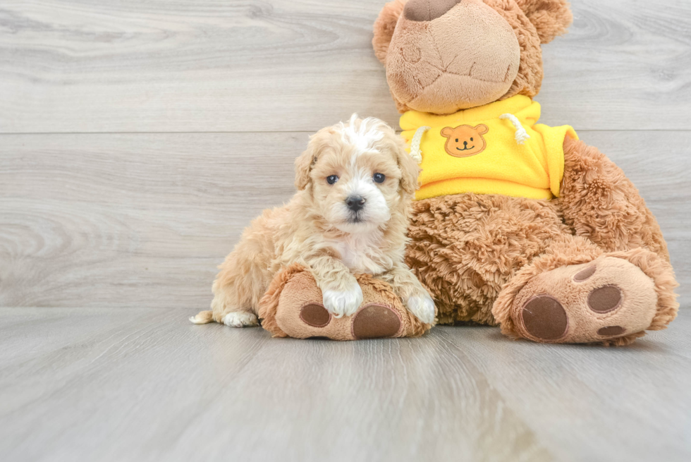 Cute Maltipoo Baby