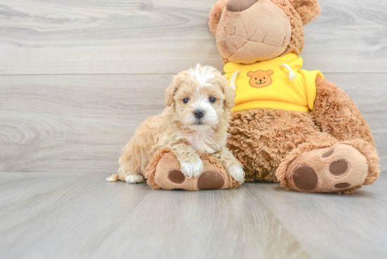 Cute Maltipoo Baby