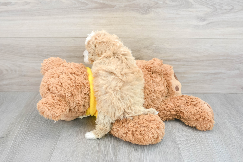 Little Maltepoo Poodle Mix Puppy