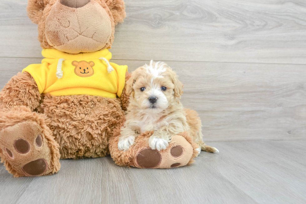 Smart Maltipoo Poodle Mix Pup