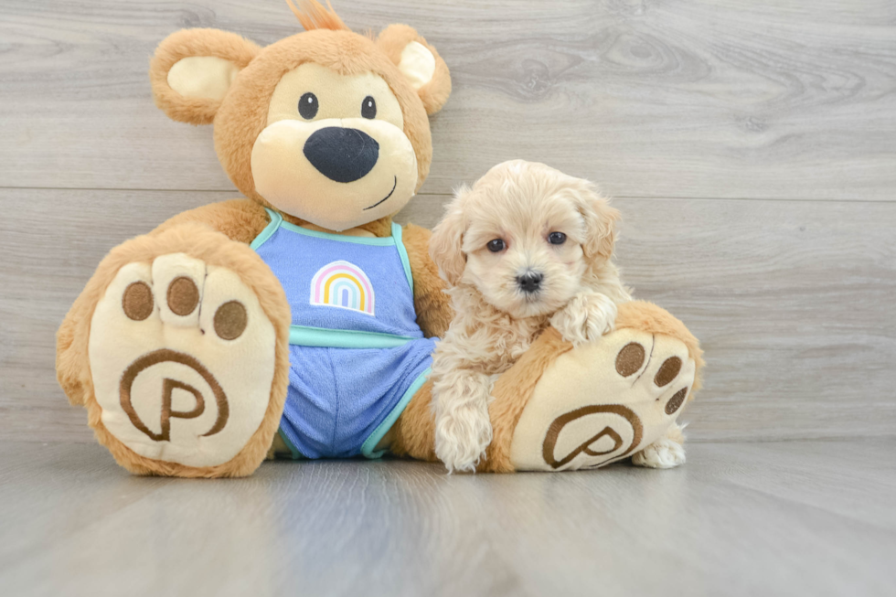 Maltipoo Pup Being Cute