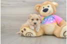 Small Maltipoo Baby