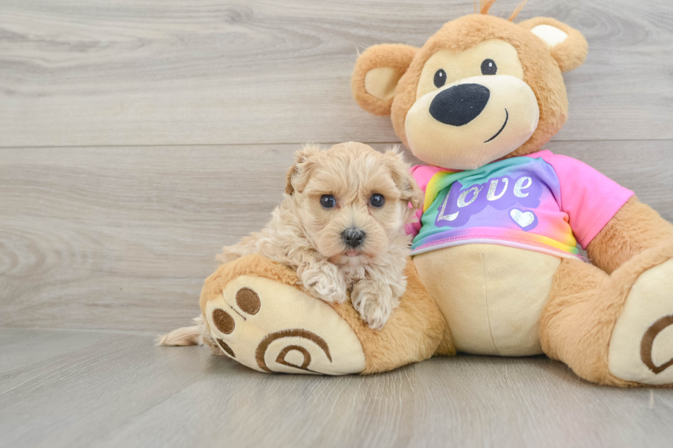 Small Maltipoo Baby