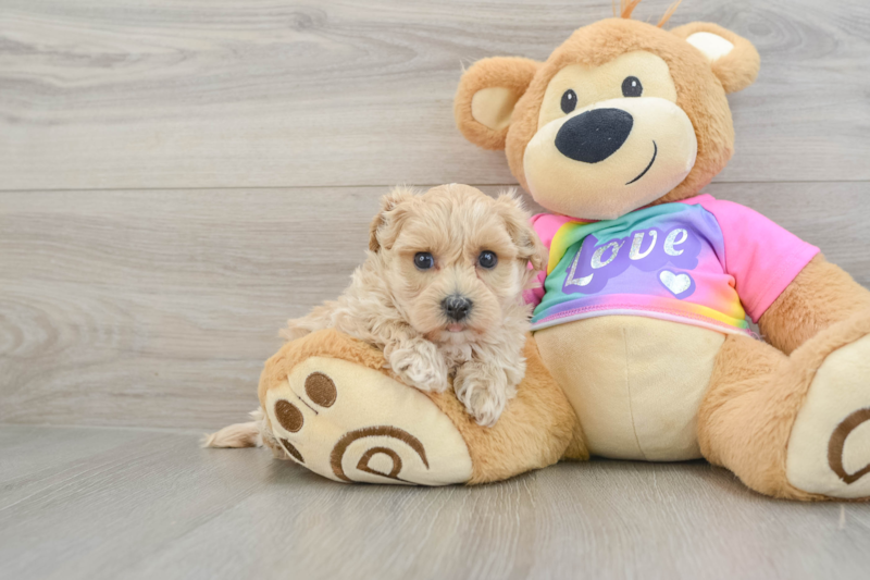 Meet Isaiah - our Maltipoo Puppy Photo 1/3 - Premier Pups