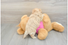 Funny Maltipoo Poodle Mix Pup