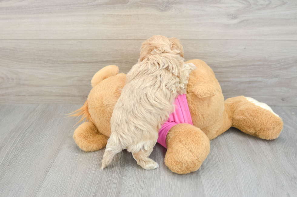 Funny Maltipoo Poodle Mix Pup