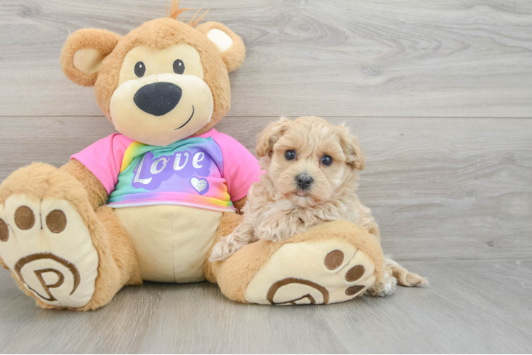 Little Maltepoo Poodle Mix Puppy
