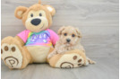 Little Maltepoo Poodle Mix Puppy