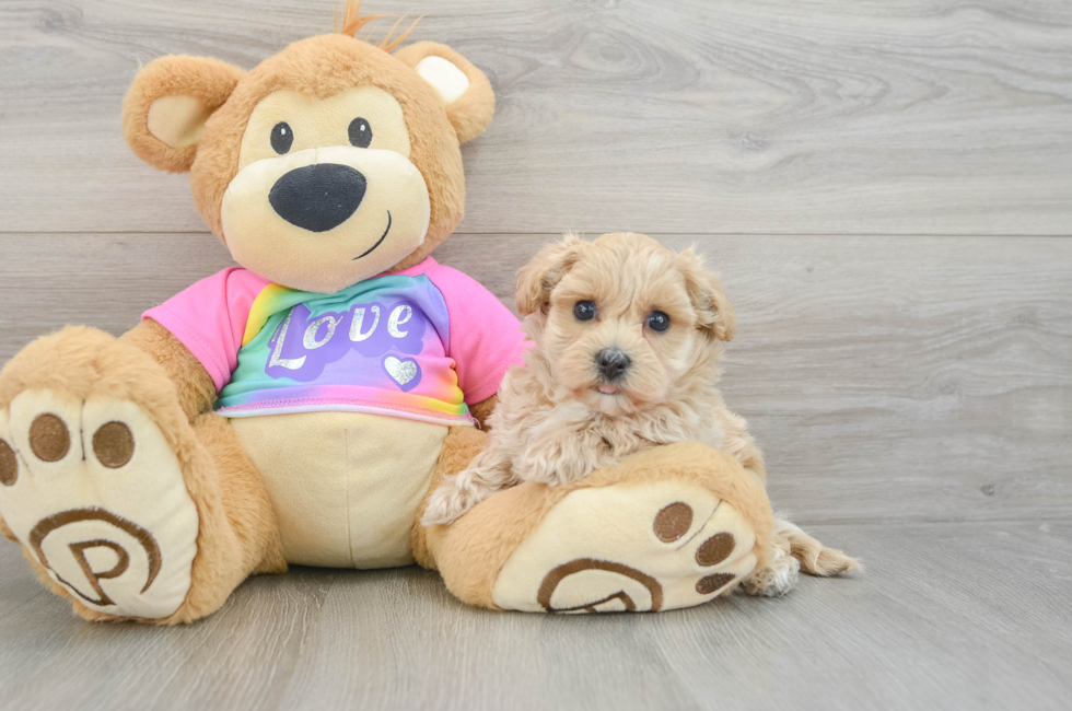 5 week old Maltipoo Puppy For Sale - Premier Pups