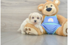 Best Maltipoo Baby