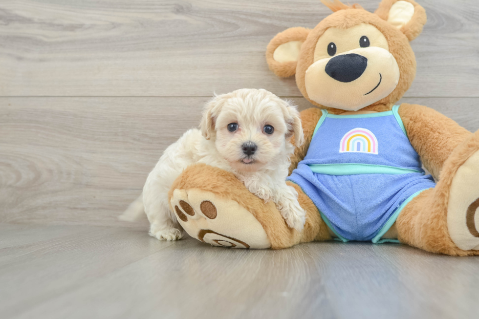 Best Maltipoo Baby