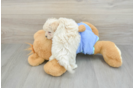 Friendly Maltipoo Baby