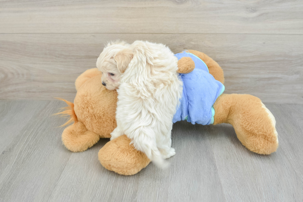 Friendly Maltipoo Baby