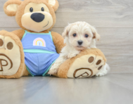 8 week old Maltipoo Puppy For Sale - Premier Pups