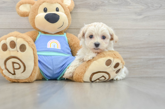 Maltipoo Pup Being Cute