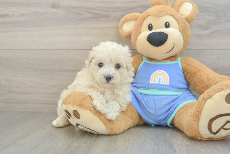 Maltipoo Pup Being Cute
