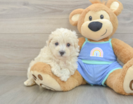 8 week old Maltipoo Puppy For Sale - Premier Pups