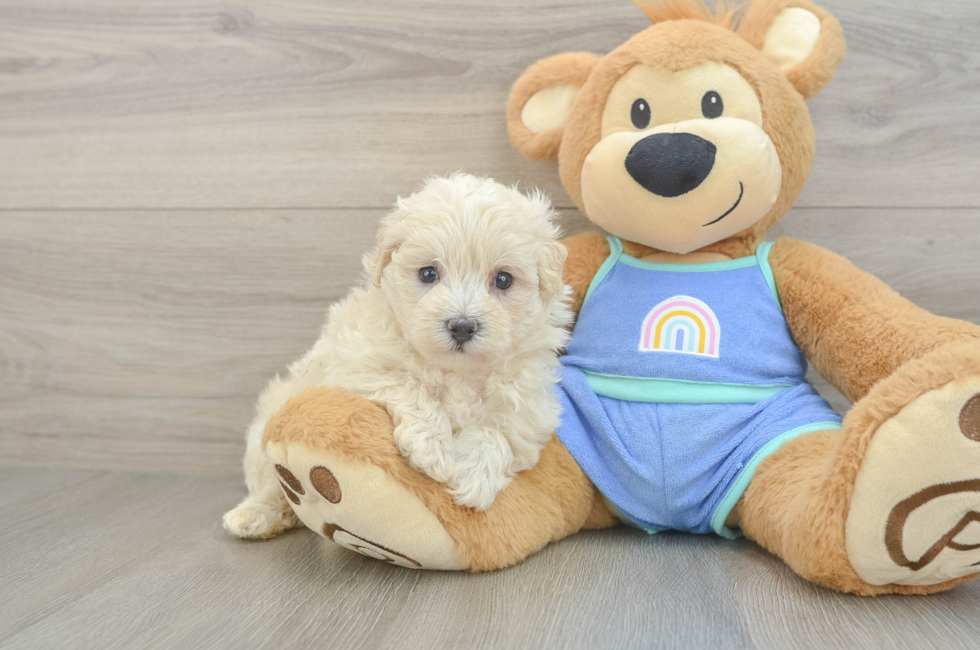 6 week old Maltipoo Puppy For Sale - Premier Pups