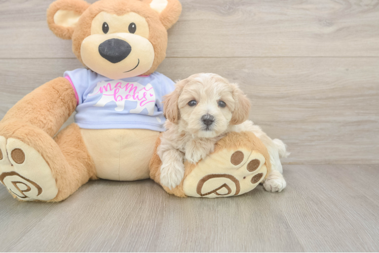 Little Multipoo Poodle Mix Puppy